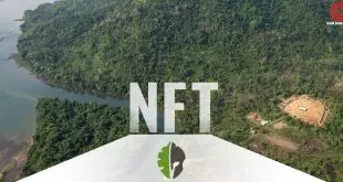amazon-forest-nft